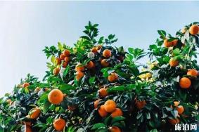 2019镇江江心洲橘子节11月9日开启