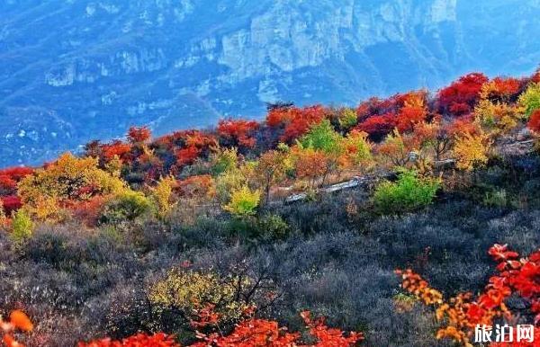 坡峰嶺紅葉最佳觀賞期2019