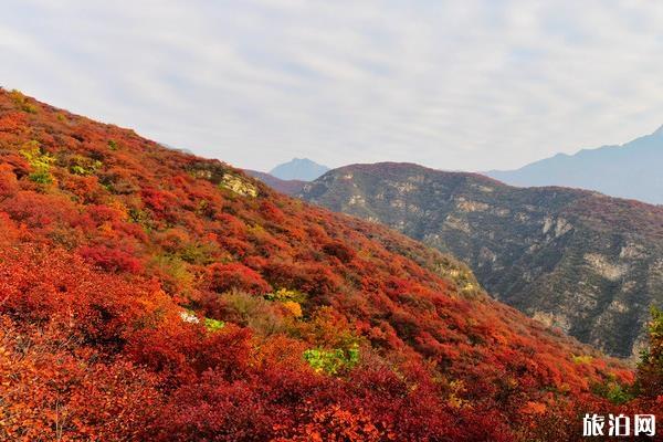 坡峰嶺紅葉最佳觀賞期2019