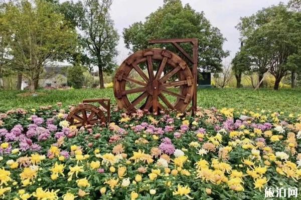 2019宁波植物园菊花展时间+地点+介绍