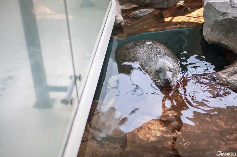 品川水族馆游玩攻略 品川水族馆有什么好玩的项目