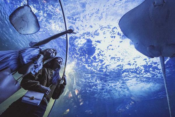 品川水族馆游玩攻略 品川水族馆有什么好玩的项目