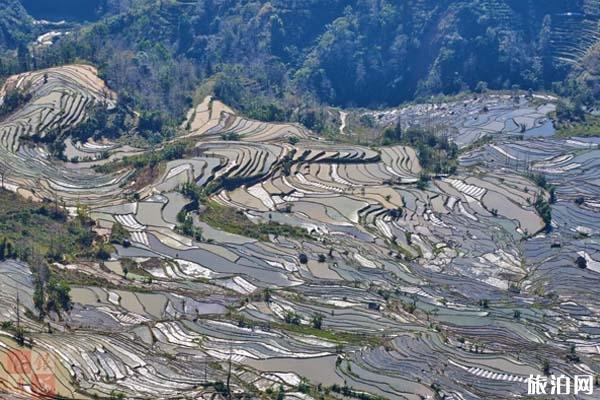 元阳梯田有哪些景点