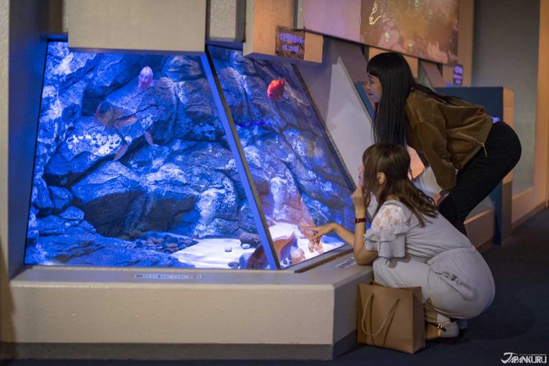 品川水族馆游玩攻略 品川水族馆有什么好玩的项目