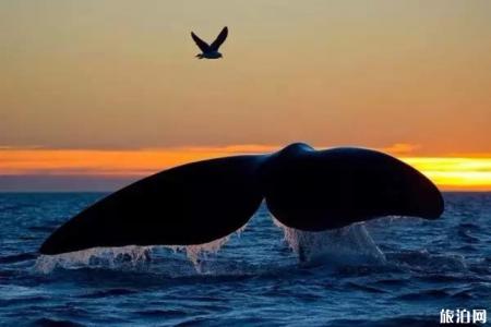 什么时候去斯里兰卡能看见蓝鲸