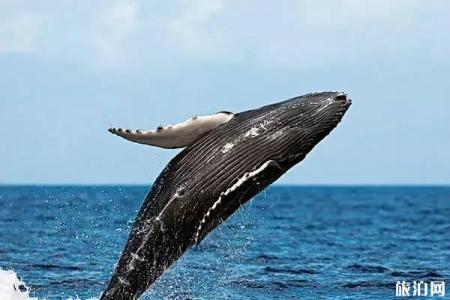什么时候去斯里兰卡能看见蓝鲸