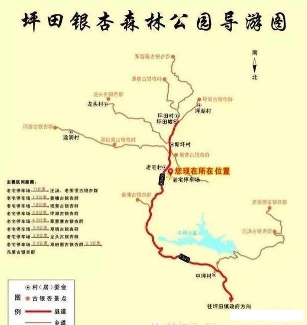 广东银杏林在哪个地方