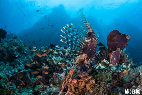 印度尼西亚潜水岛屿哪个好 潜水体验对比+蓝梦+图兰奔+美娜多+四王岛