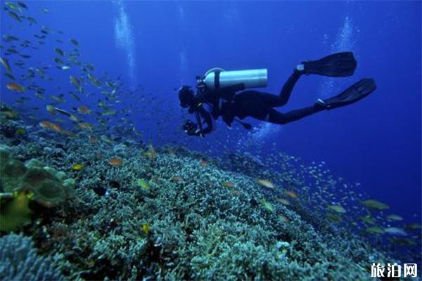 印度尼西亚潜水岛屿哪个好 潜水体验对比+蓝梦+图兰奔+美娜多+四王岛