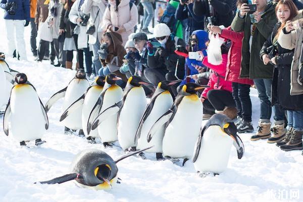 2019—2020年旭川动物园企鹅散步几月份 旭川动物园企鹅巡游时间