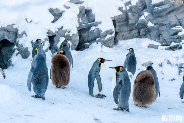 2019—2020年旭川动物园企鹅散步几月份 旭川动物园企鹅巡游时间