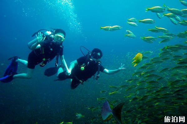 泰国潜水圣地有哪些 泰国有哪些潜水点值得去玩