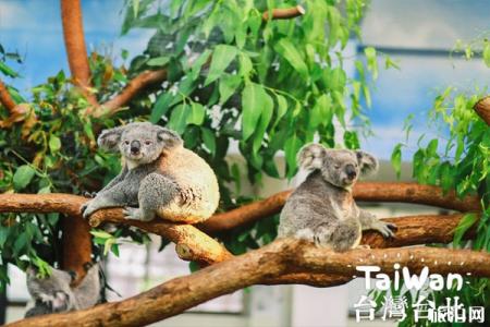 台北市立动物园门票 怎么样 台北市立动物园游玩攻略