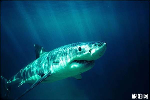 潜水的时候鲨鱼什么时候会攻击人
