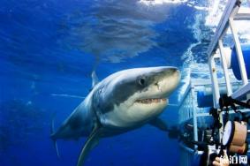 世界六大鲨笼潜水胜地