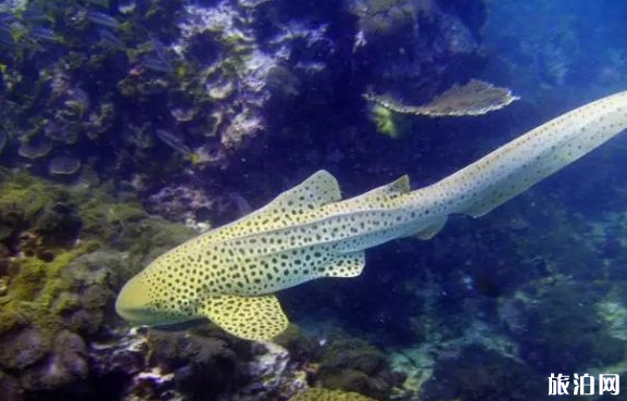 鯊魚潛水地推薦 哪些地方可以看見鯊魚 