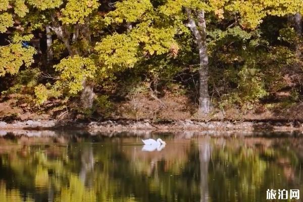 日本南伊奈湖紅葉攻略 日本南伊奈湖介紹