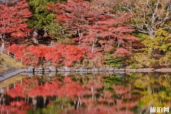 日本南伊奈湖紅葉攻略 日本南伊奈湖介紹