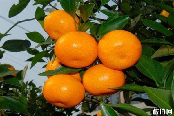 台州黄岩哪里可以采摘橘子