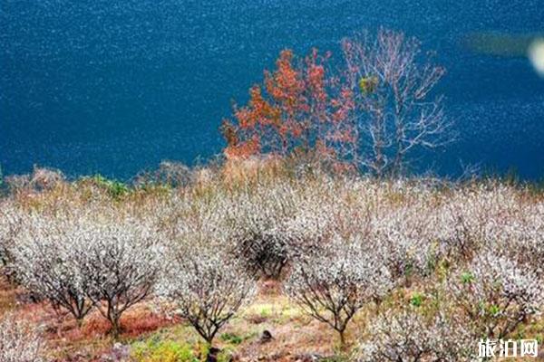 2019从化流溪梅花节12月13日开启