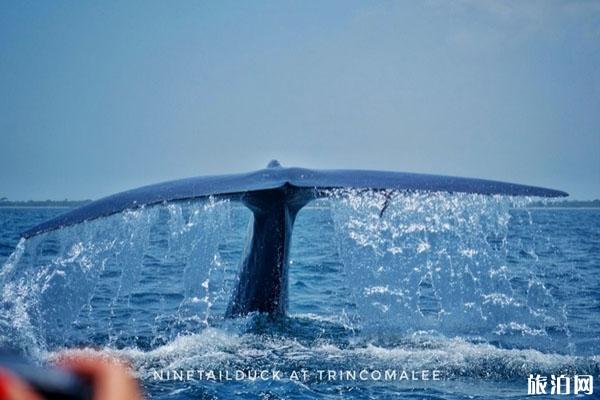 斯里兰卡潜水观鲸最佳季节