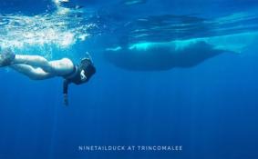 斯里兰卡潜水观鲸