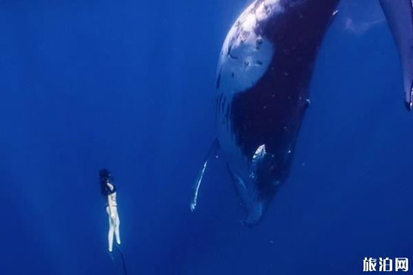 汤加自由潜攻略 汤加观鲸费用 汤加观鲸危险吗