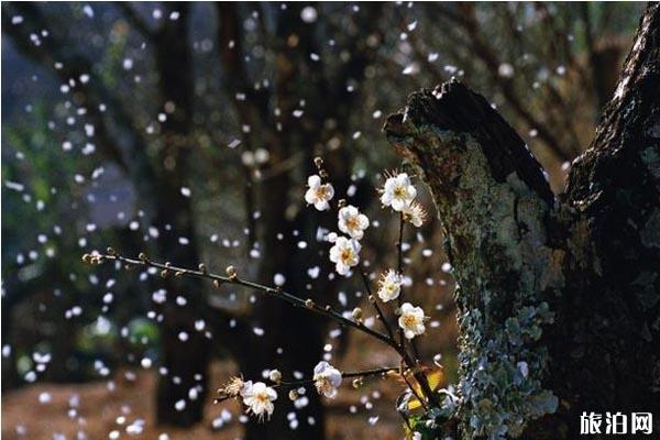 2019从化流溪国家森林公园梅花节时间+地点+交通+介绍