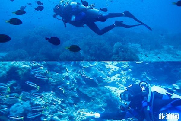 菲律宾薄荷岛潜水考证攻略及费用