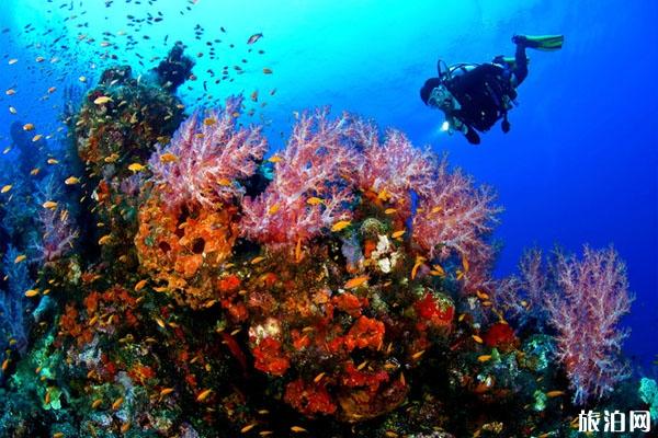 巴厘岛最佳潜水季节 巴厘岛潜点怎么选