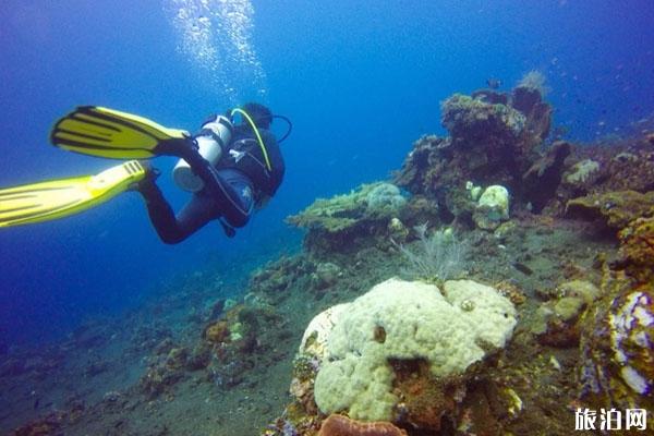 巴厘岛最佳潜水季节
巴厘岛潜点怎么选