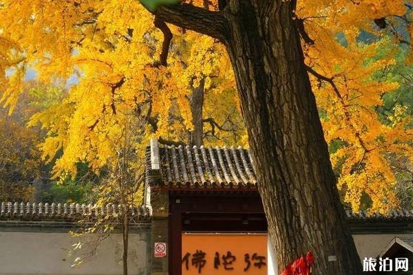 2020北京春節各大寺廟祈福求什么最靈