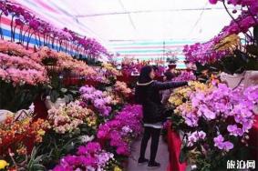 2020中山小榄迎春花市 持续时间+竞标时间