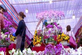 2020中山迎春花市各地区时间表