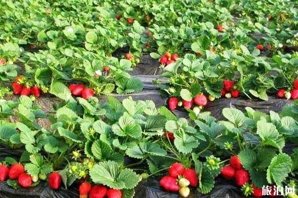 上海哪里摘草莓比较好 上海冬季摘草莓好去处