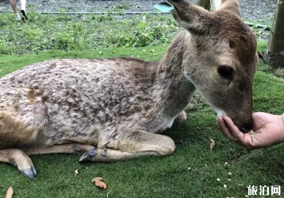 動物親子游推薦地  國外哪些地方可以親子游