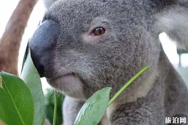 動物親子游推薦地  國外哪些地方可以親子游