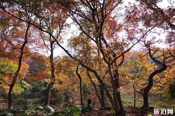 石门国家森林公园红叶观赏节什么时候 附红叶最佳观赏时间