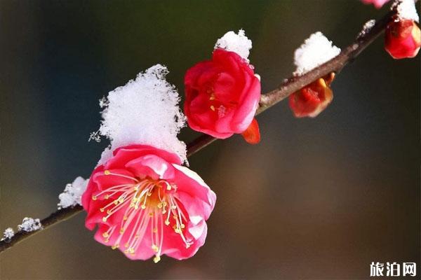 冬季賞梅好去處 冬季賞什么花