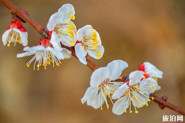 冬季賞梅好去處 冬季賞什么花