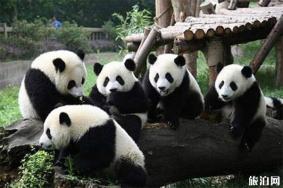 成都大熊猫基地免费入园门票怎么领取 成都大熊猫基地免费开放日时间