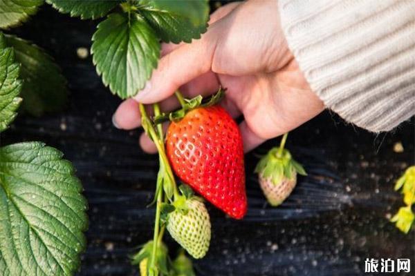 北京興壽冬草莓采摘時間 地址+草莓價格