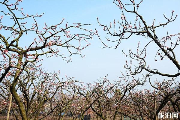 青白江客家杏花村杏花湖釣魚收費