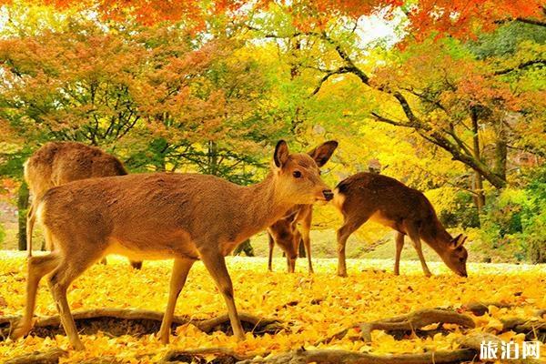 2020年日本奈良旅游攻略自由行景点推荐