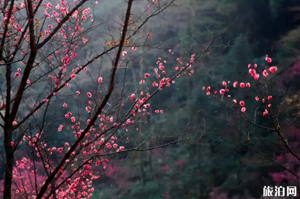 2020年成都有哪些赏花的好地方  在什么时候赏花