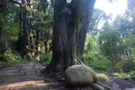 2023剑阁翠云廊旅游攻略 - 门票价格 - 开放时间