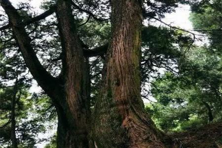 2023剑阁翠云廊旅游攻略 - 门票价格 - 开放时间