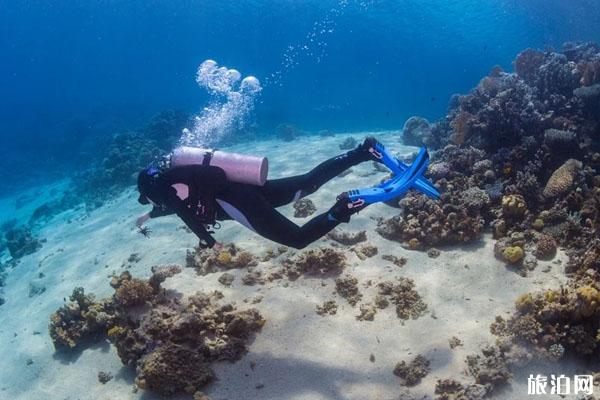 浮潜穿什么衣服 潜水需要穿泳衣吗