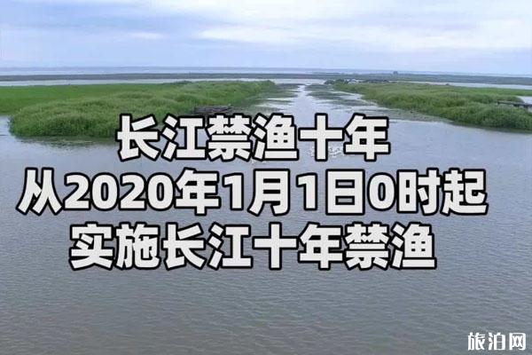 2020长江十年禁渔利弊 中华白鲟宣告灭绝