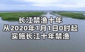 2020长江十年禁渔利弊 中华白鲟宣告灭绝